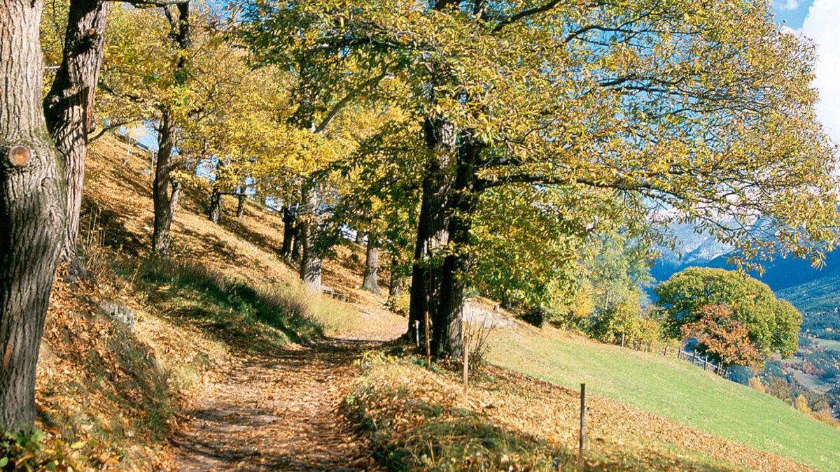 Gerharts - Blog - Keschtnweg